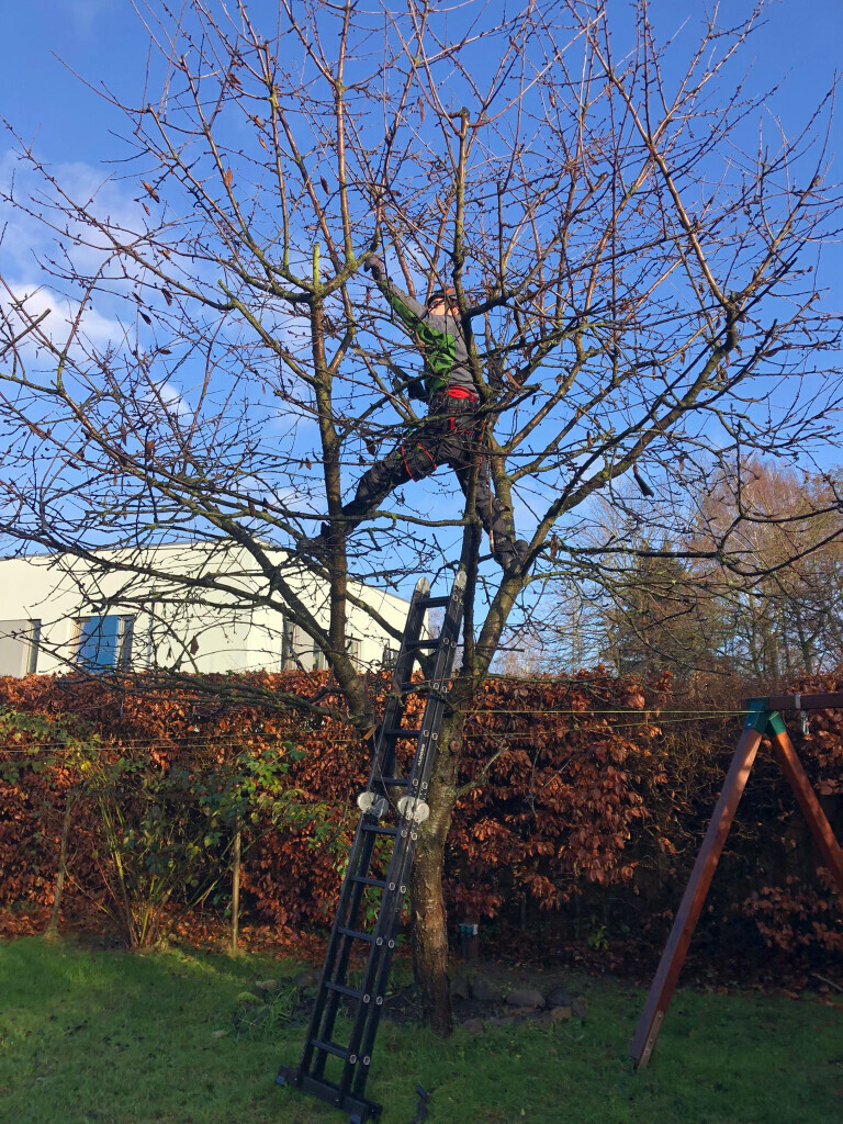 Bilder BSG Baumpflege Service Gärtner