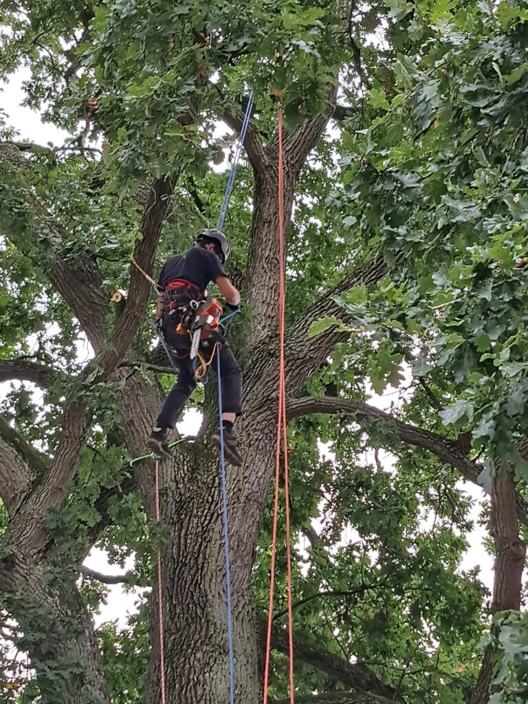 Bilder BSG Baumpflege Service Gärtner