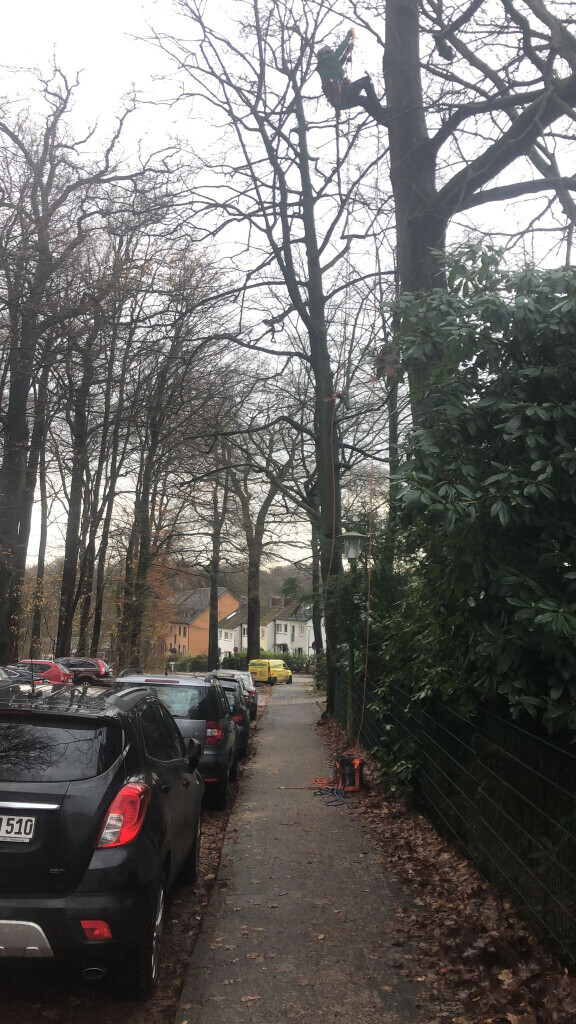 Bilder BSG Baumpflege Service Gärtner