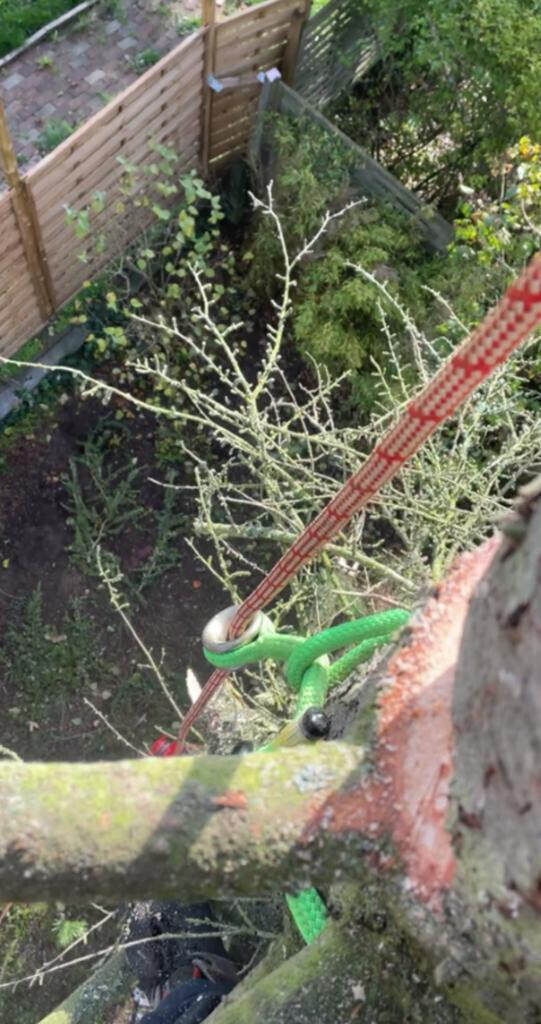 Bilder BSG Baumpflege Service Gärtner