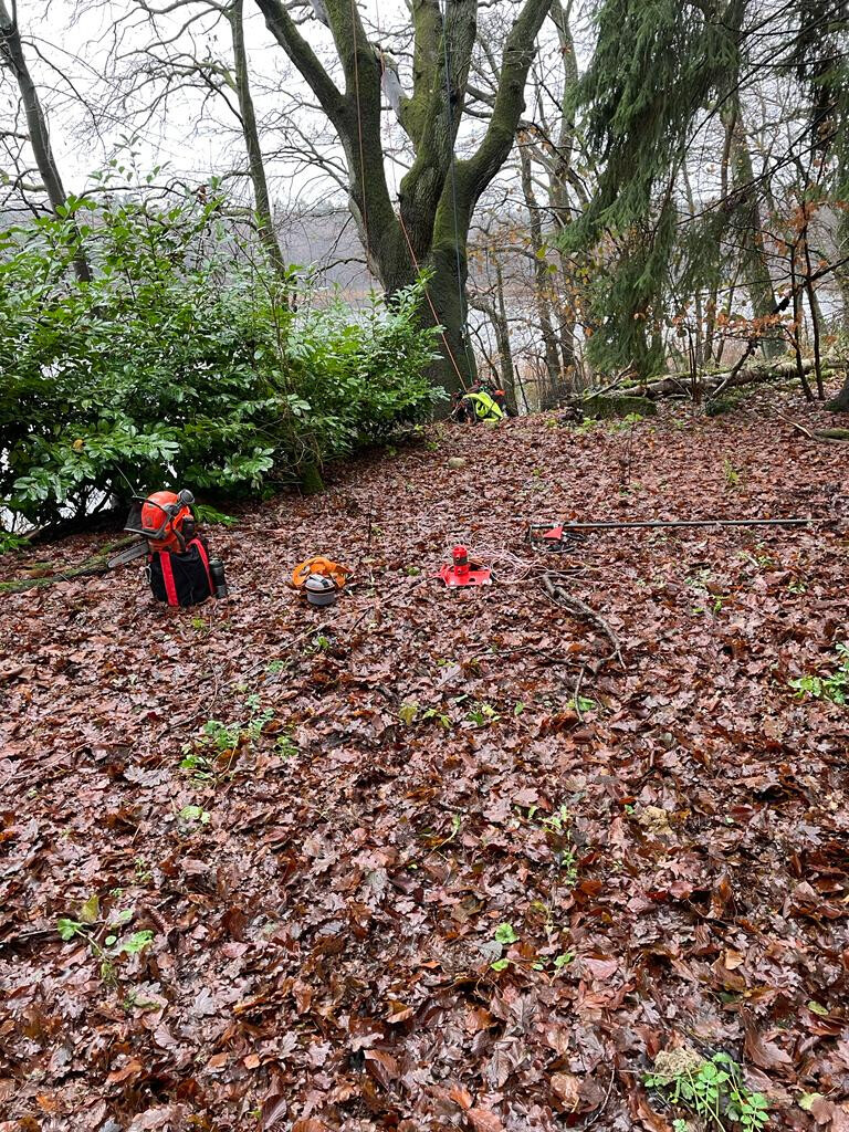 Bilder BSG Baumpflege Service Gärtner