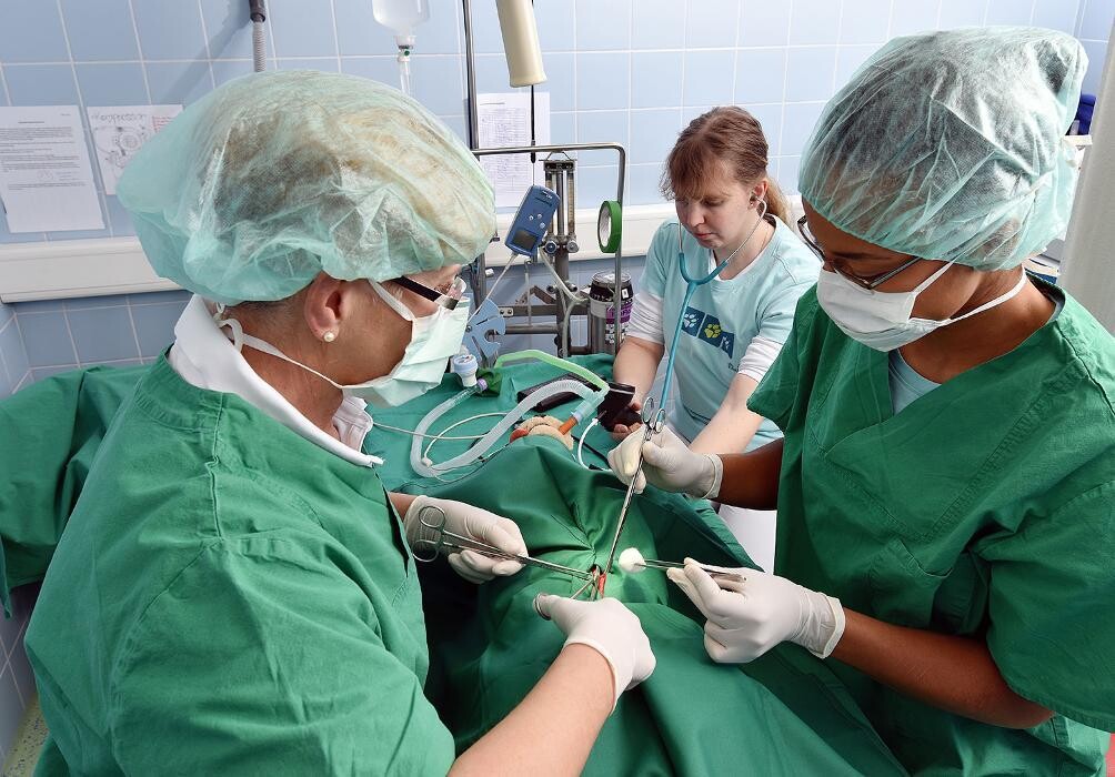 Bilder Dr. med. vet. Schindler Tierärztliche Fachpraxis
