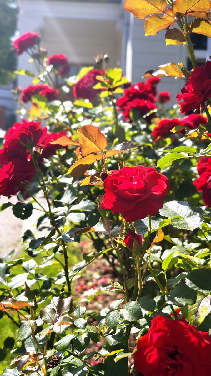 Bilder Stadt Hausmeister