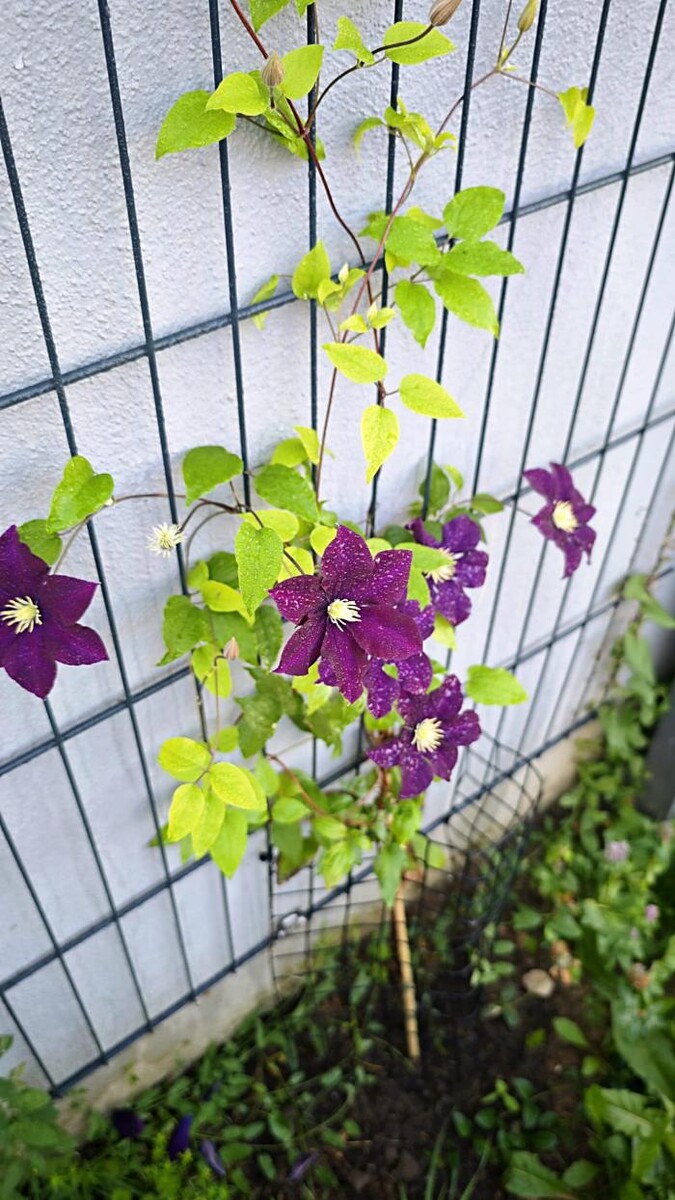 Bilder Stadt Hausmeister