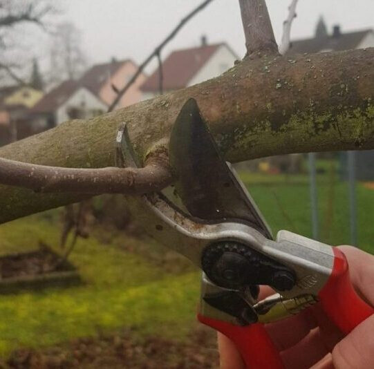 Bilder Sternberger Baum- & Landschaftspflege