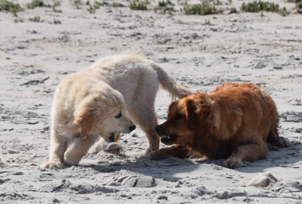 Bilder Esko-s Golden Hero Retriever Hundezucht