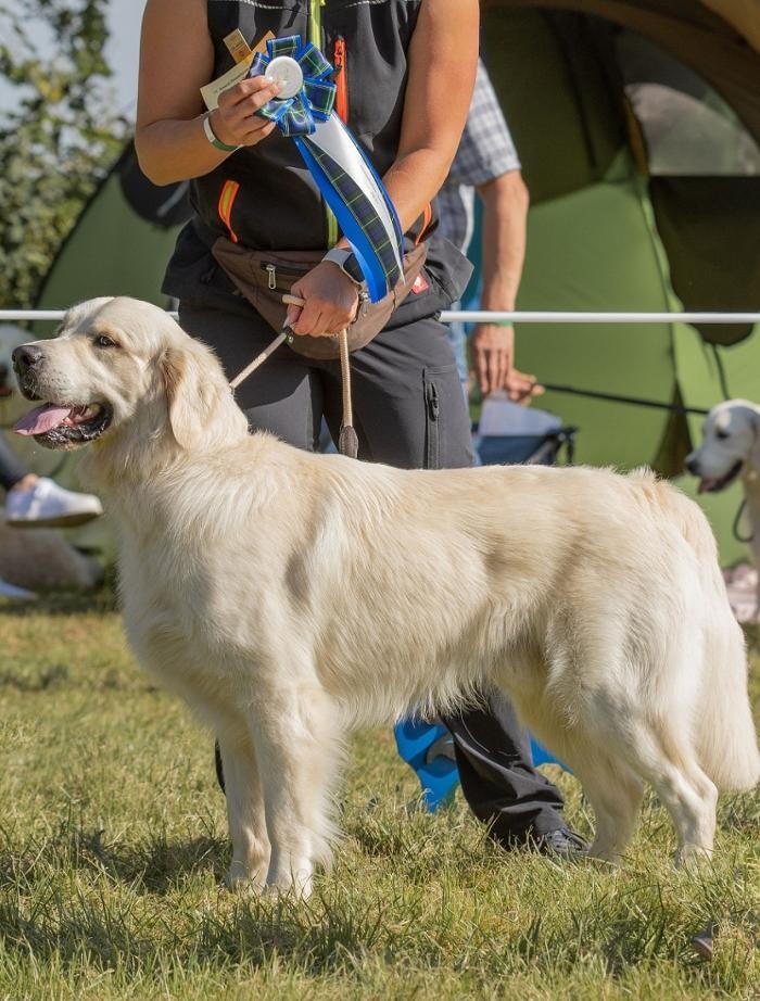 Bilder Esko-s Golden Hero Retriever Hundezucht