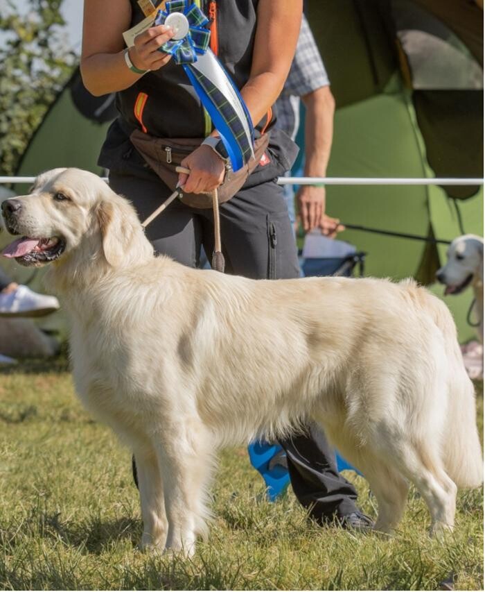 Bilder Esko-s Golden Hero Retriever Hundezucht