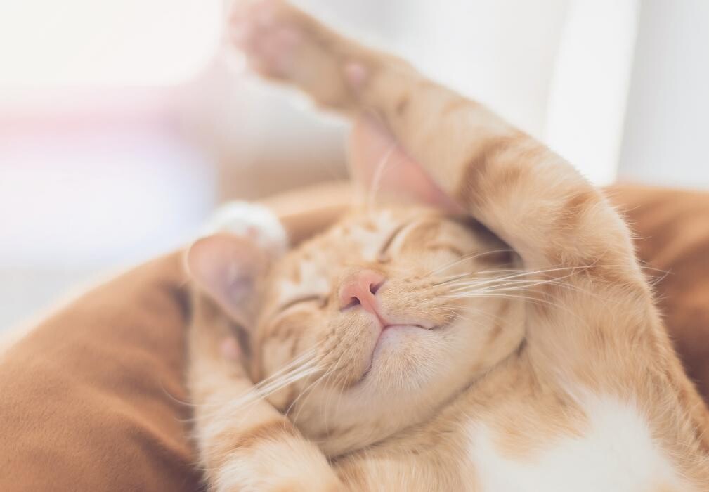 Bilder Conny´s Tierbetreuung