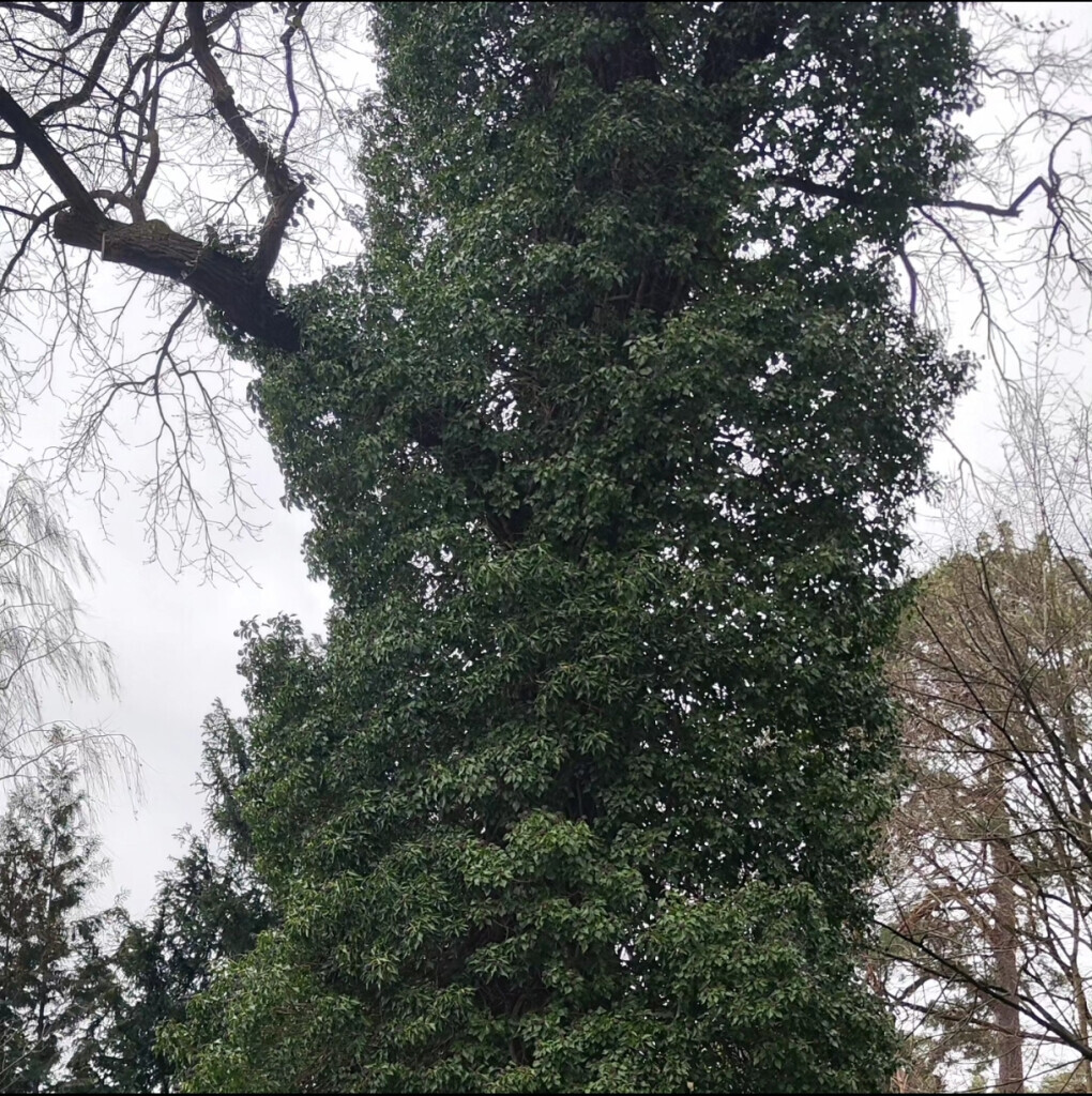 Bilder AFO Baum & Garten