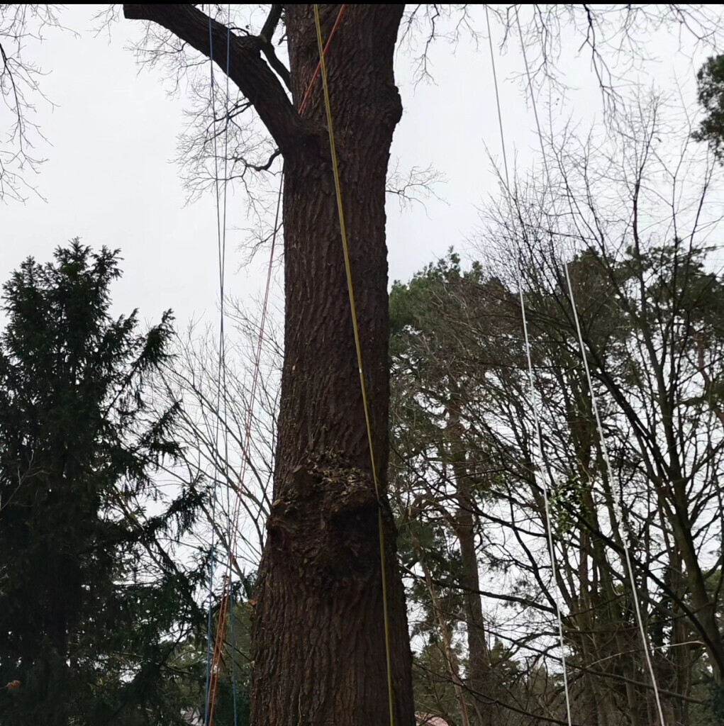 Bilder AFO Baum & Garten