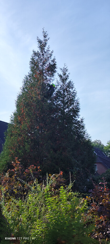 Bilder AFO Baum & Garten