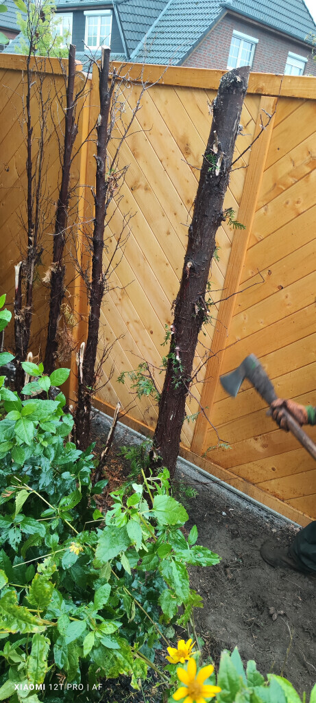 Bilder AFO Baum & Garten