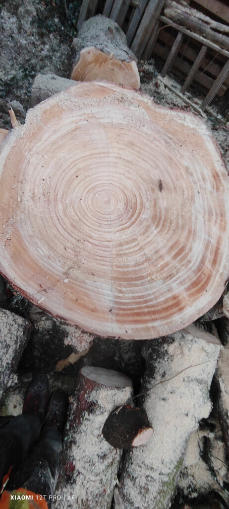 Bilder AFO Baum & Garten