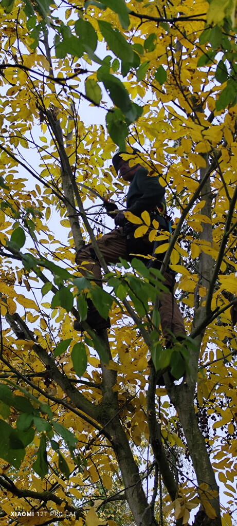 Bilder AFO Baum & Garten