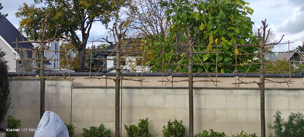 Bilder AFO Baum & Garten