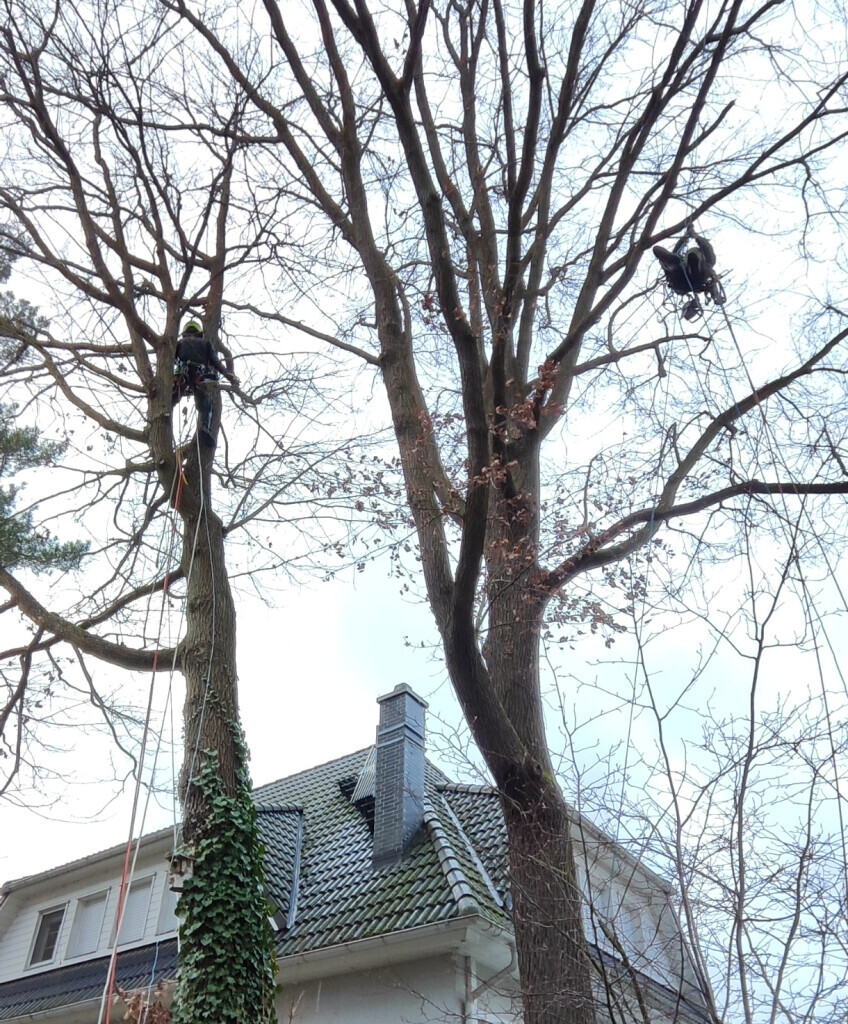 Bilder AFO Baum & Garten