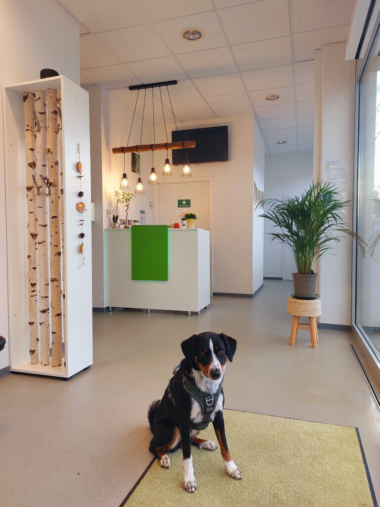 Bilder Praxis für Ergotherapie und Reittherapie Yvonne Morgenstern