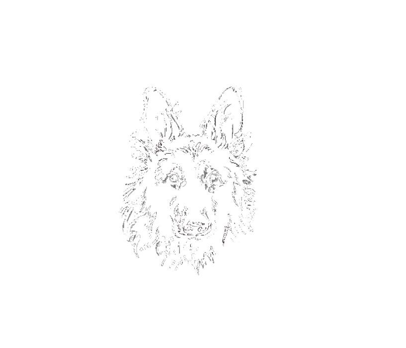 Black-Lupus Logo