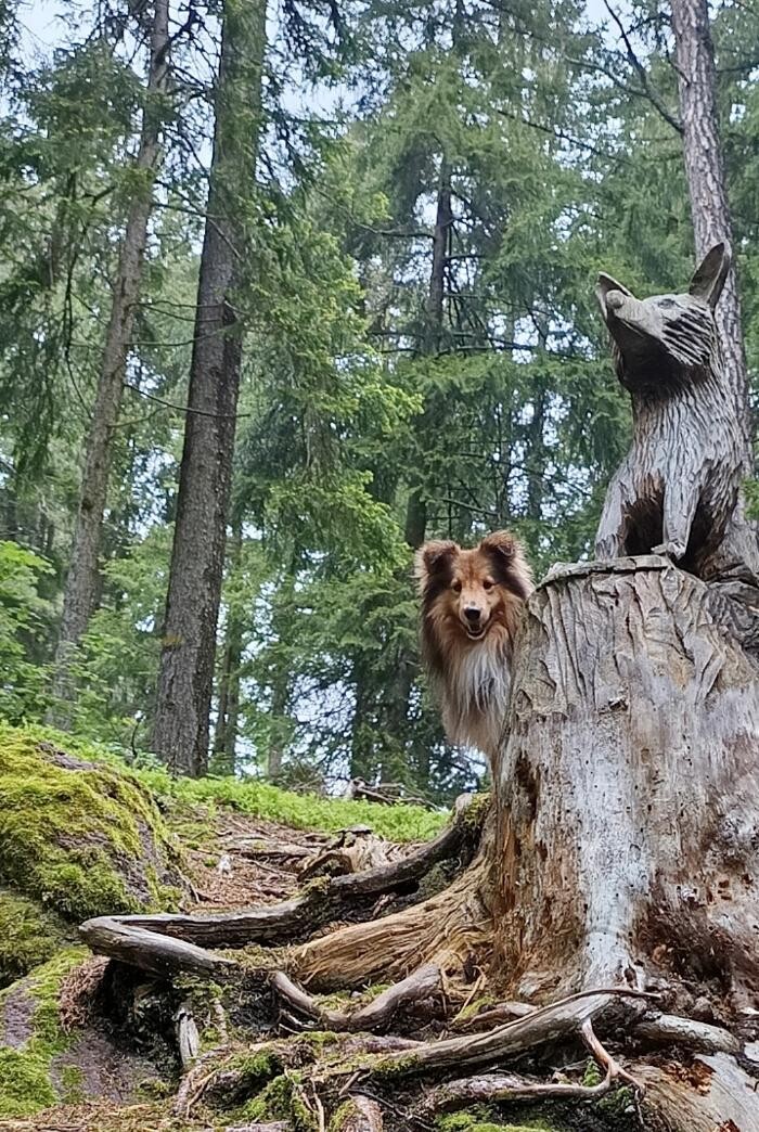 Bilder teamcoachingMenschHund