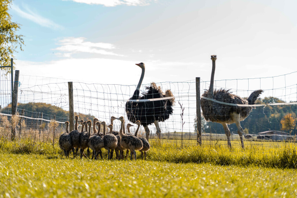 Bilder straussen-shop.com