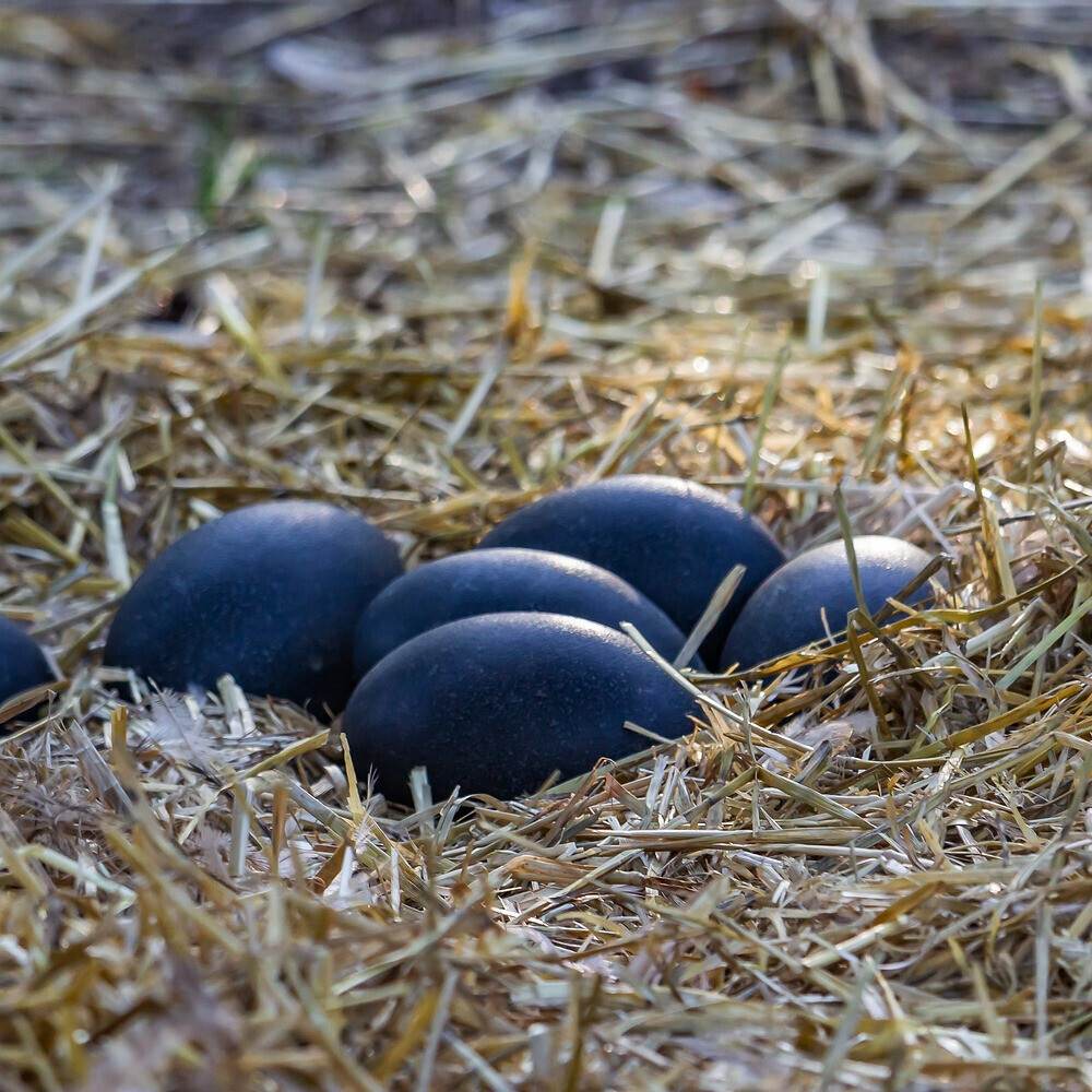 Bilder straussen-shop.com