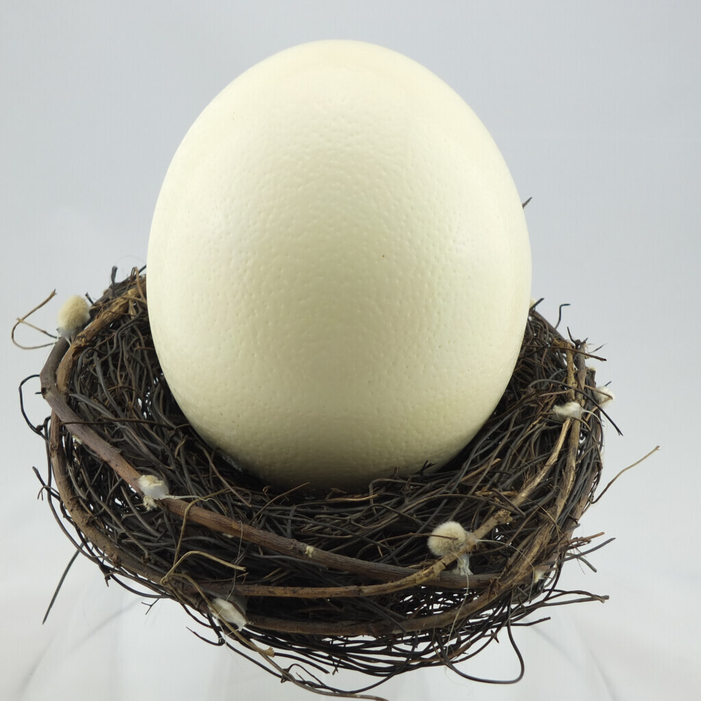 Bilder straussen-shop.com