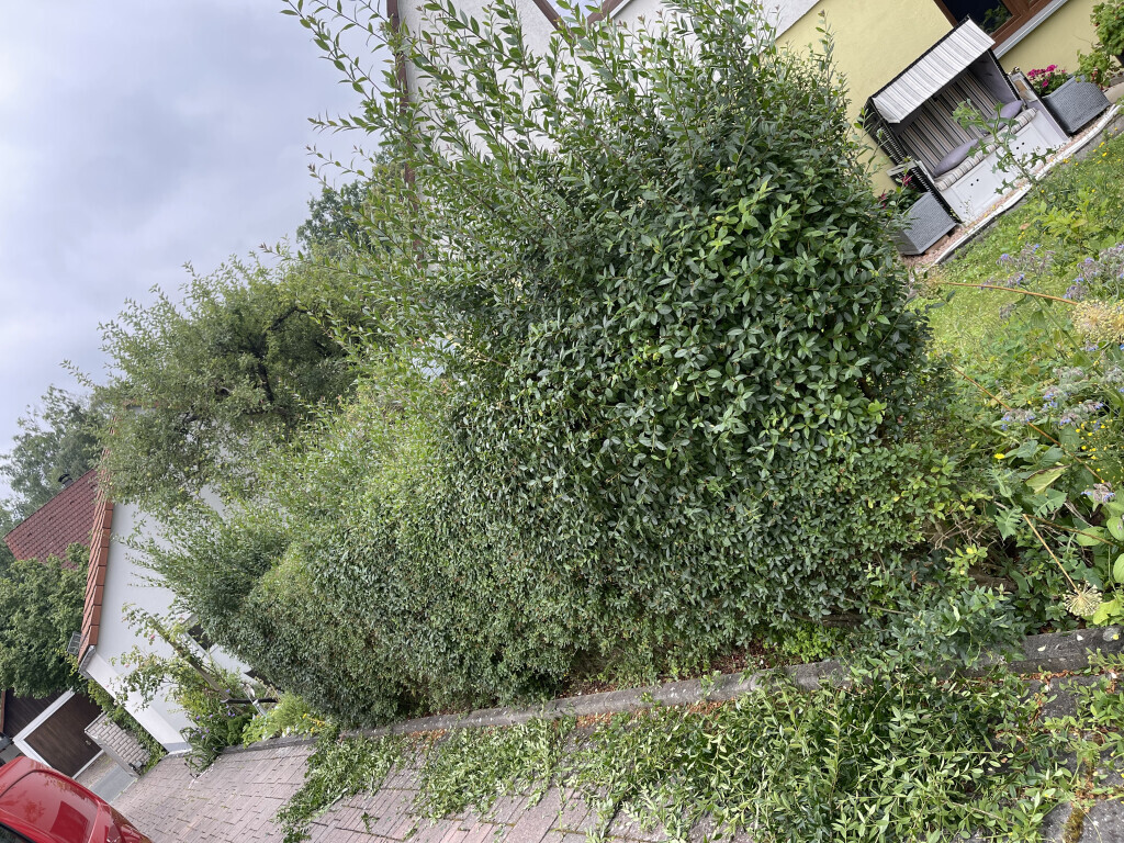 Bilder Bluhm Gartenpflege u. Gebäudeservice Alles rund ums Haus