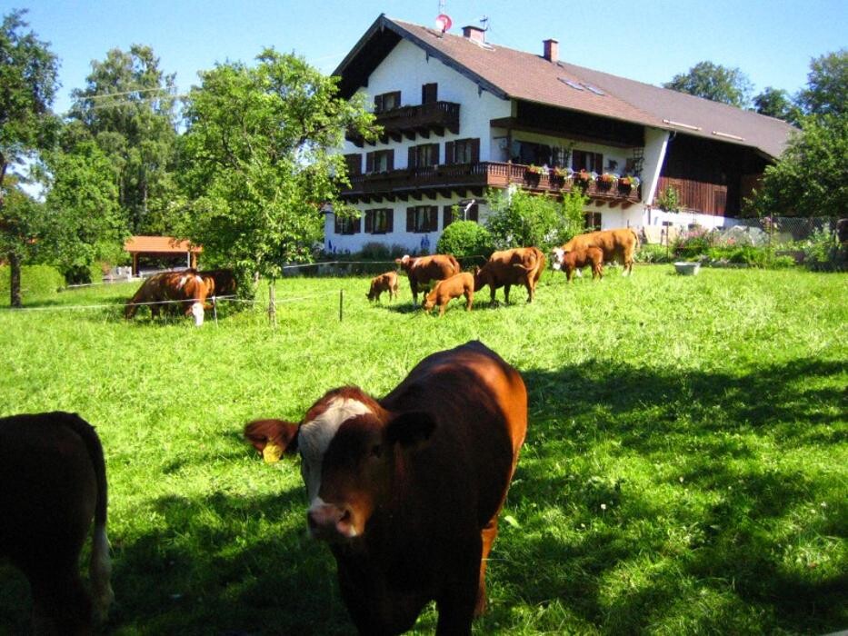 Bilder Ferienhof Lidl