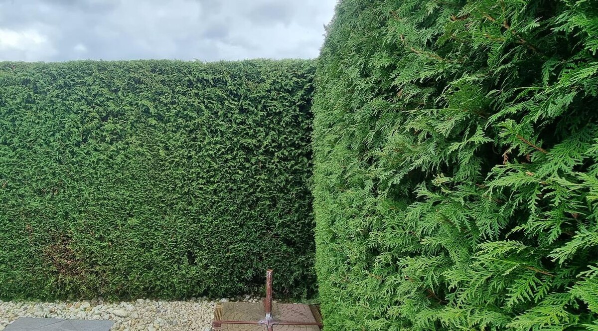 Bilder Gartenservice Cedric Rother