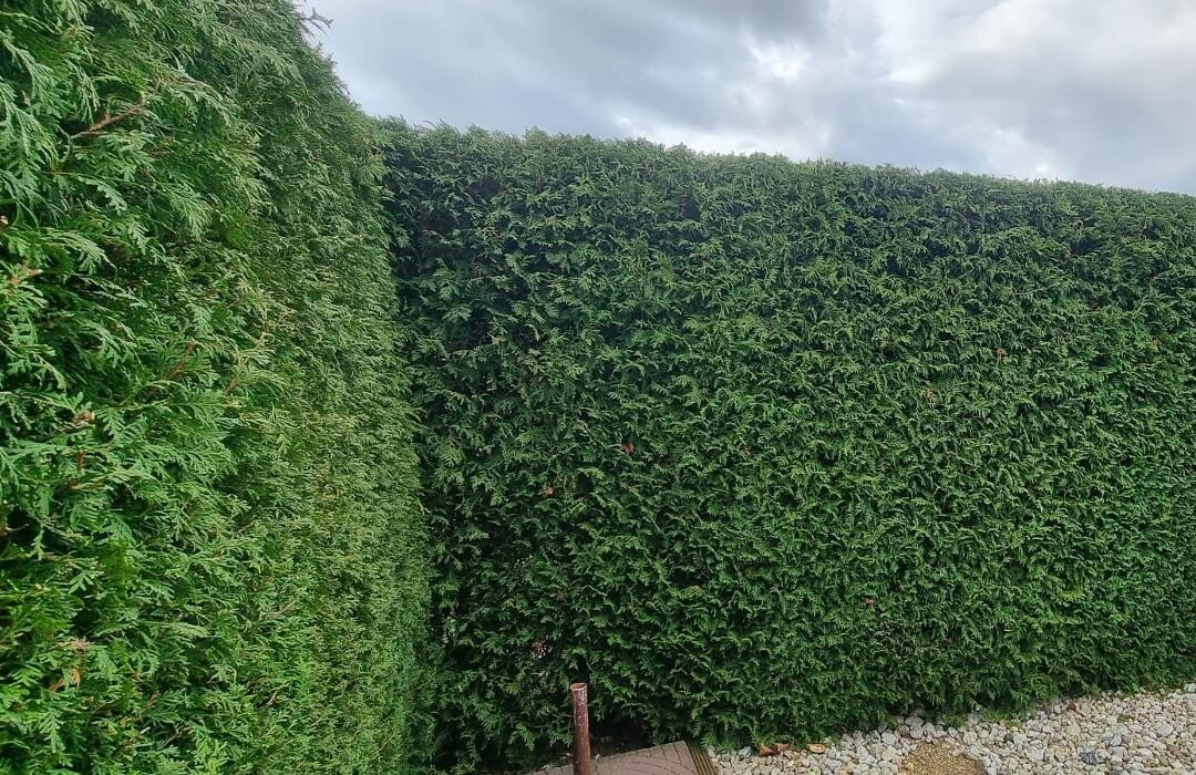 Bilder Gartenservice Cedric Rother