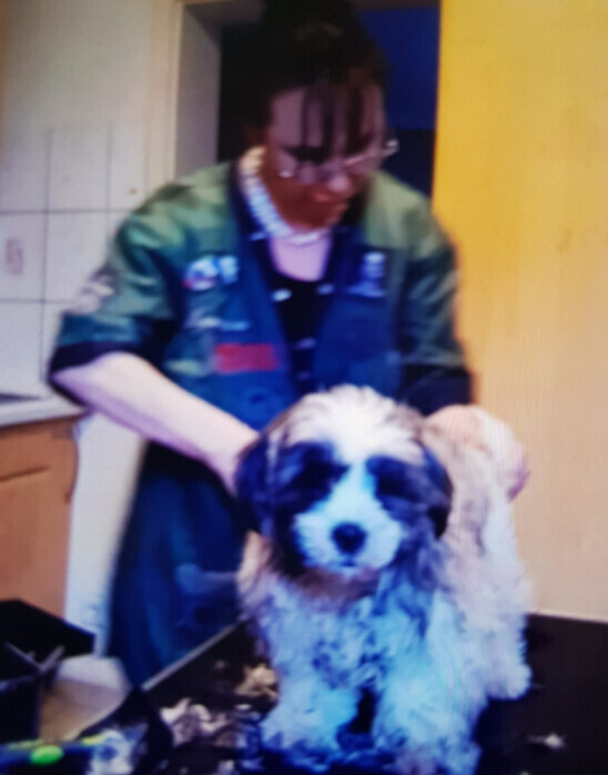 Bilder Silvis mobiler Hundefriseur