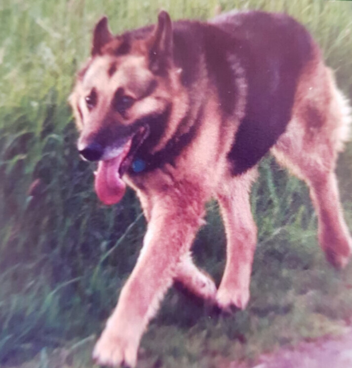 Bilder Silvis mobiler Hundefriseur
