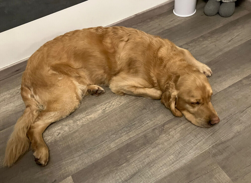 Bilder Silvis mobiler Hundefriseur