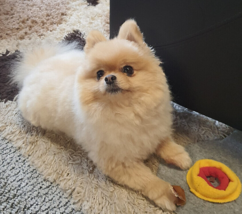 Bilder Silvis mobiler Hundefriseur