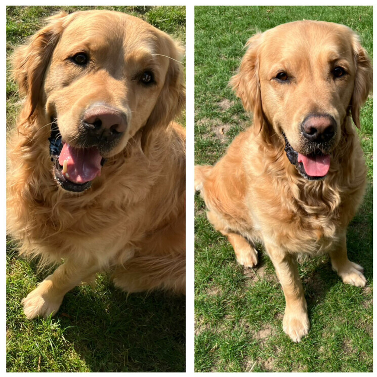 Bilder Silvis mobiler Hundefriseur