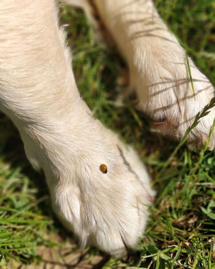 Bilder Hundeschule dogsandyou