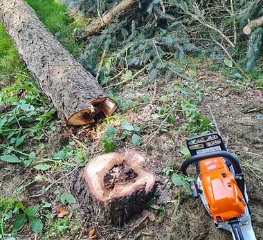 Bilder Hohmeier e.U.