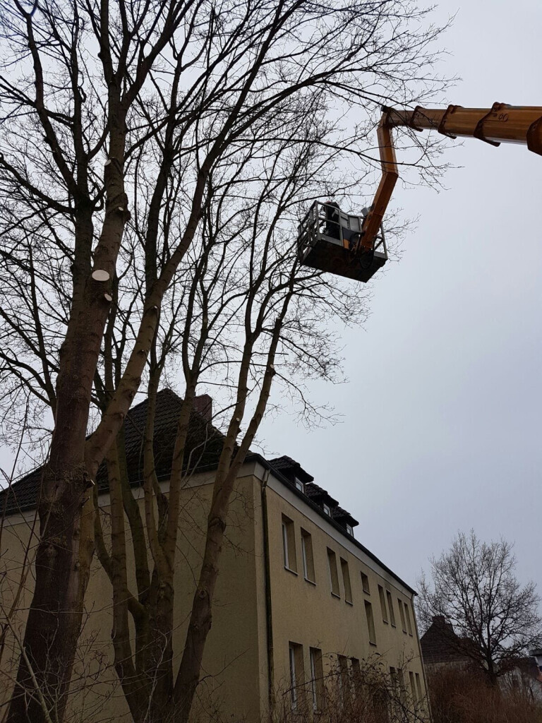 Bilder Gärtnermeister Christian Neumann