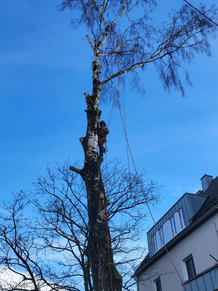 Bilder Baumdienst Behan