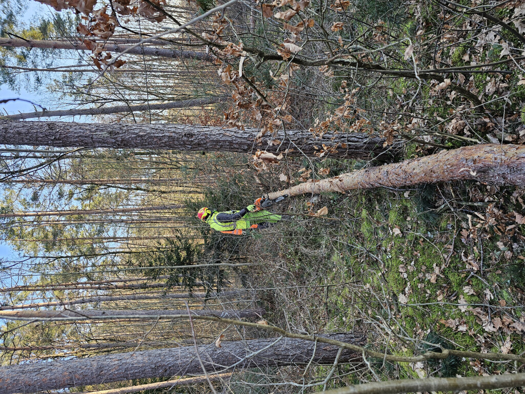 Bilder M.B Baum-Dienstleistungen