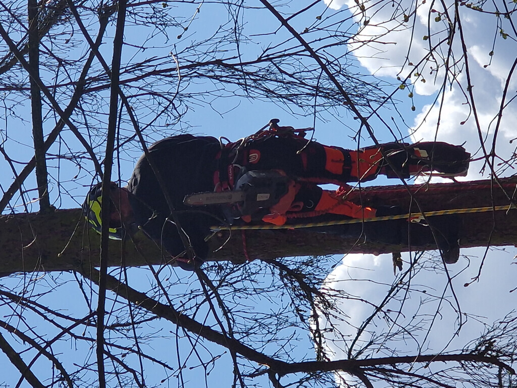 Bilder M.B Baum-Dienstleistungen