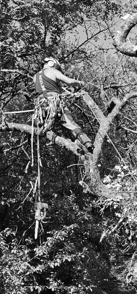 Bilder M.B Baum-Dienstleistungen