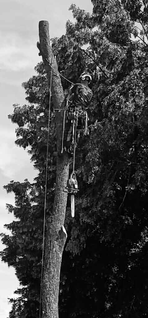 Bilder M.B Baum-Dienstleistungen