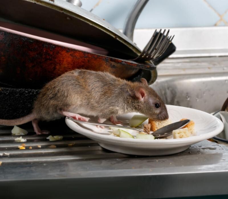 Bilder DETEK Schädlingsbekämpfung & Kammerjäger Gelsenkirchen - NRW