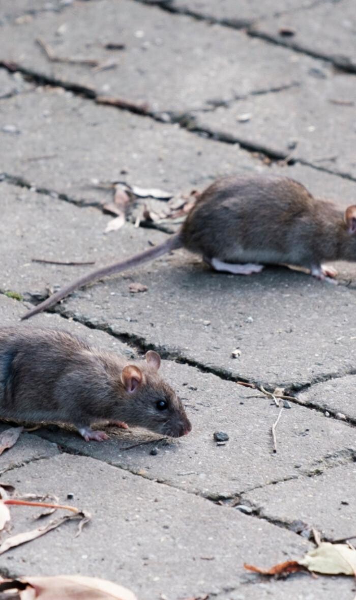 Bilder DETEK Schädlingsbekämpfung & Kammerjäger Gelsenkirchen - NRW