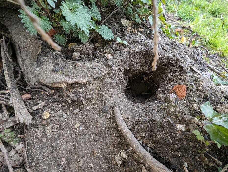 Bilder DETEK Schädlingsbekämpfung & Kammerjäger Gelsenkirchen - NRW