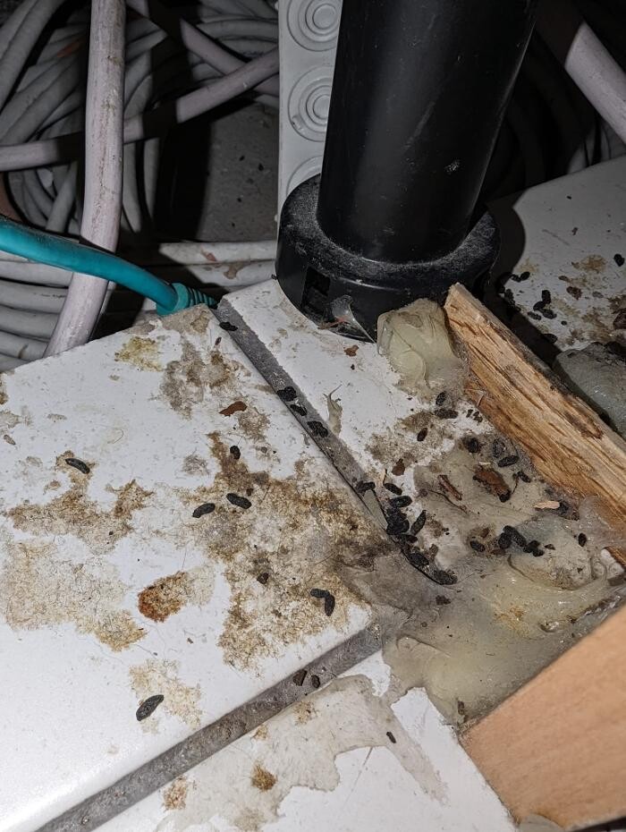 Bilder DETEK Schädlingsbekämpfung & Kammerjäger Gelsenkirchen - NRW