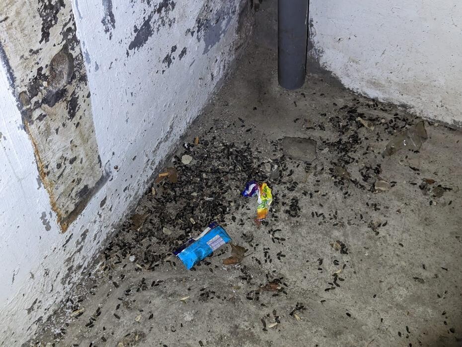Bilder DETEK Schädlingsbekämpfung & Kammerjäger Gelsenkirchen - NRW