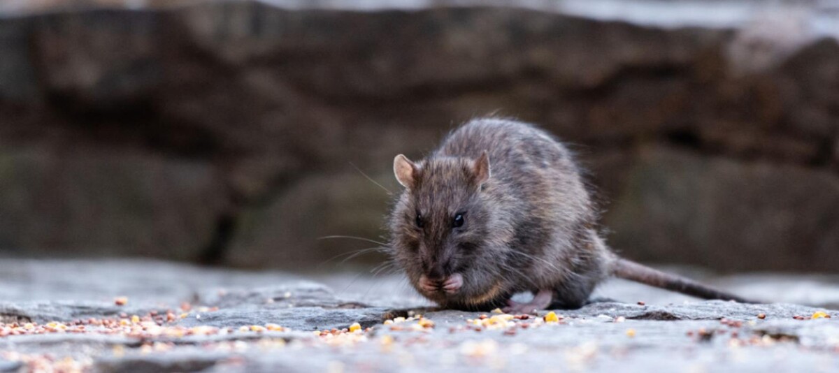 Bilder DETEK Schädlingsbekämpfung & Kammerjäger Gelsenkirchen - NRW